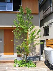 江戸川ソーラーキャット庭